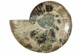 Cut & Polished Ammonite Fossil (Half) - Madagascar #317927-1